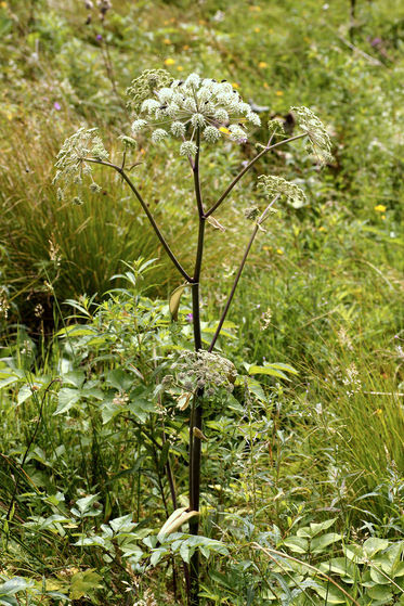 Angelica sylvestris L..jpg