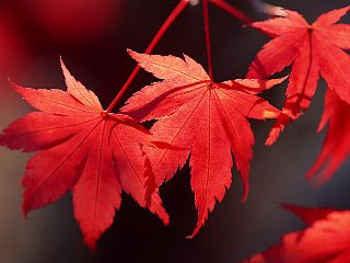 １０月３日の誕生花は モミジ 366日 誕生花の辞典 誕生日の花言葉の図鑑