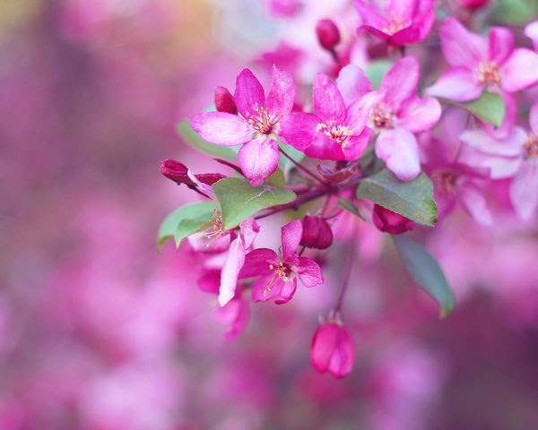 photo Crabapple1.jpg
