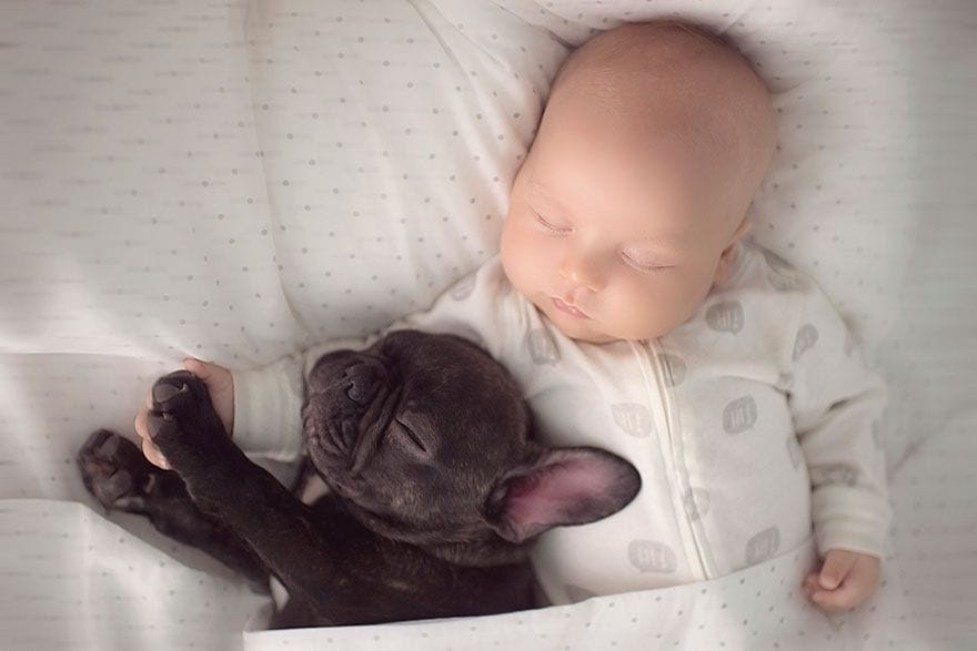 bebe_y_bulldog_3
