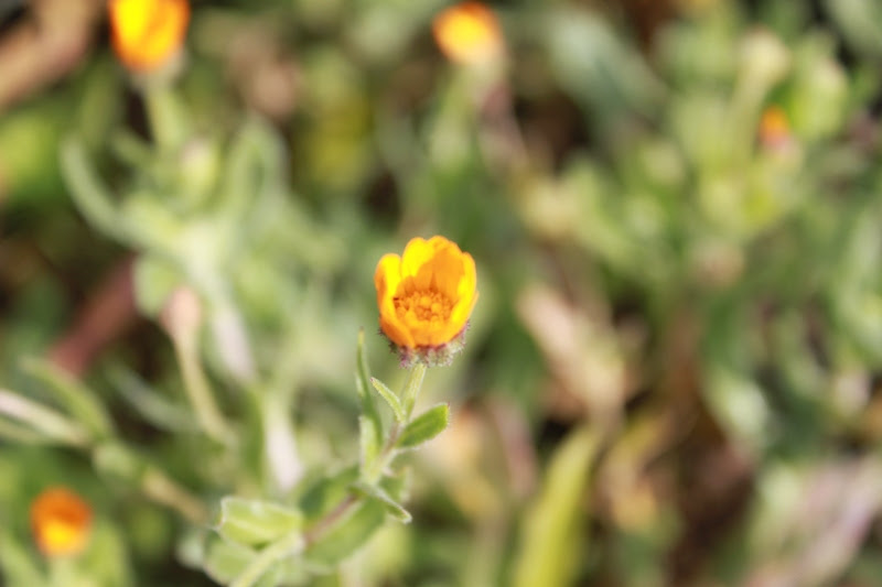 今月の花だより 冬知らず なにあいドットコム