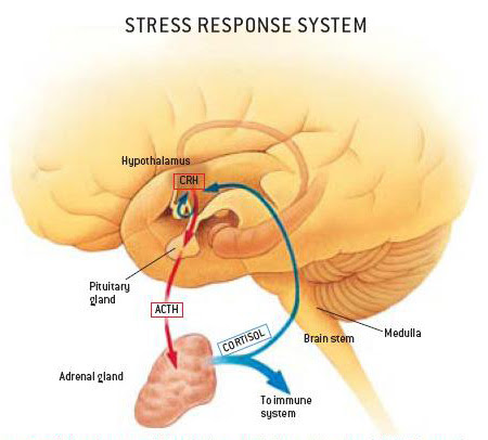 Stress  Response System