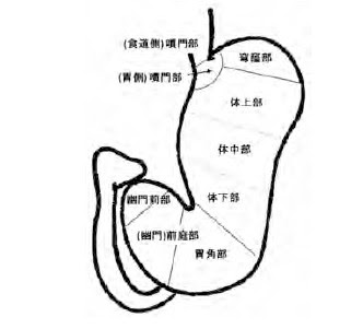 バリウム検査で見える噴門部をざっくり話してみる 読影を中心にradiographica 診療放射線技師のバイブル
