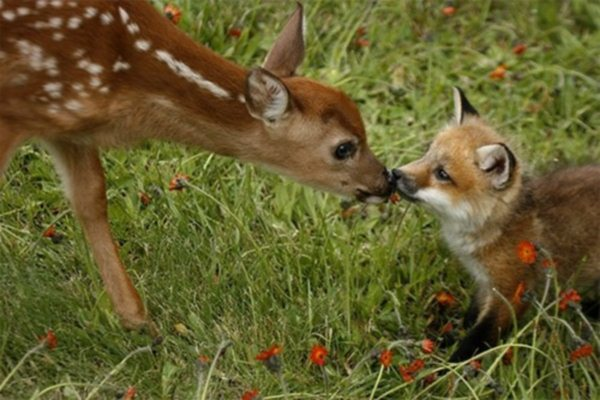 perierga.gr - Η διαφορετικότητα κάνει αυτά τα ζώα να αγαπιούνται περισσότερο!