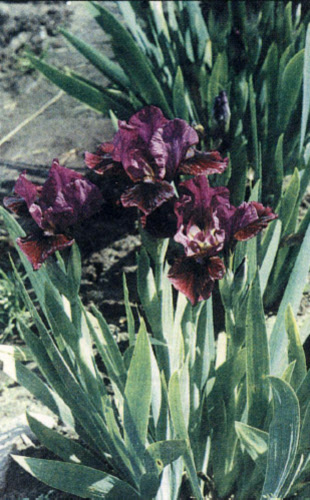 Ирис ‘Candy Apple’