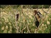 03 Lucy the Australopithecus clims a tree