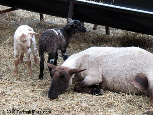Random Lamb Cute 5