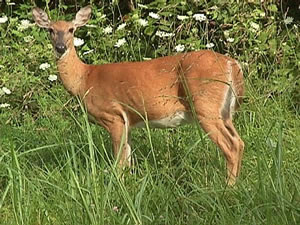 White tailed Deer White tailed Deer