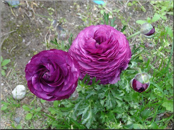 今年も ラナンキュラスの花が良く咲きました 日記