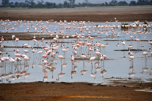 FlamingosReflectingPool