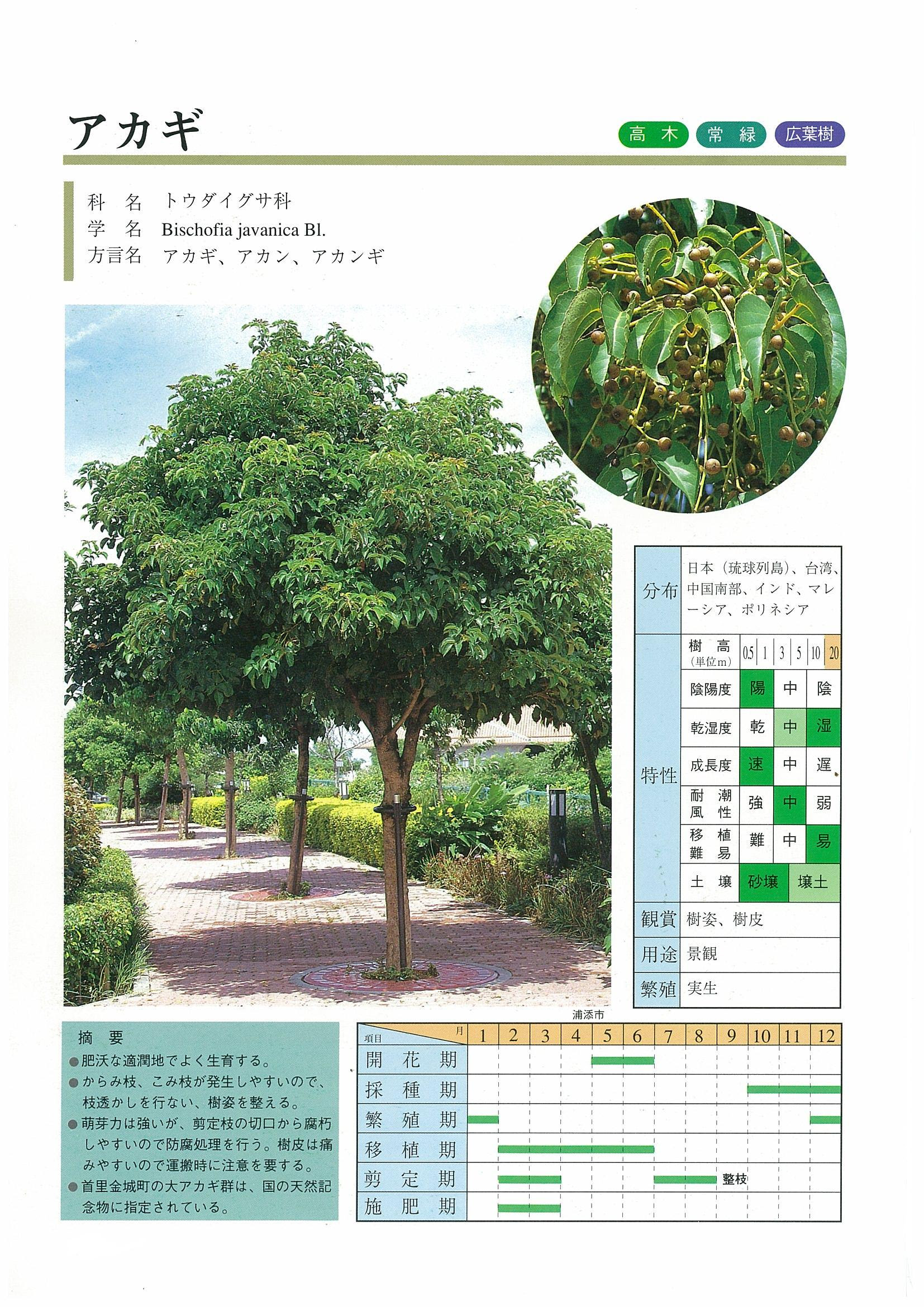 樹木図鑑 沖縄県緑化種苗協同組合