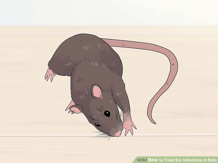 Treat Ear Infections in Rats Step 3.jpg