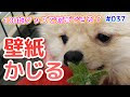 [最も欲しかった] 犬 壁 かじる 防止 100均 347843-犬 壁 かじる 防止 100均
