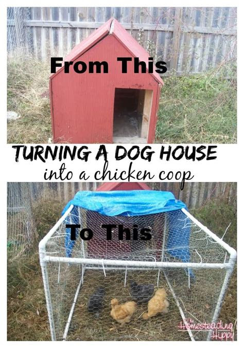 converting  dog house   chicken coop