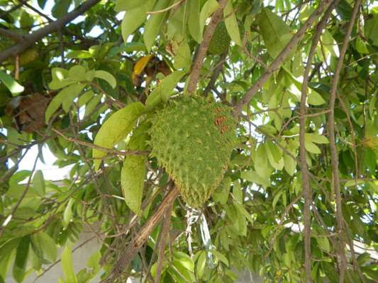 Benefits Of Guyabano Tree Bayside Journal Dailyhunt