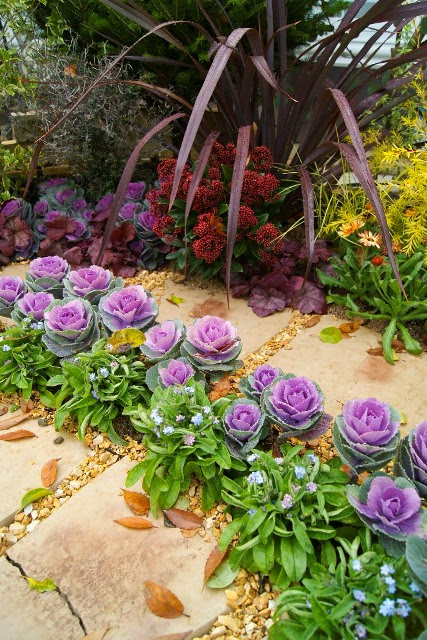 スキミア 元気で活きの良い植物専門店エコマルシェオニヅカのブログ