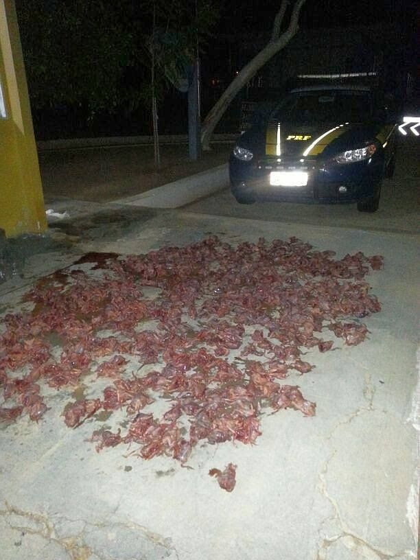 Aves foram apreendidas pela polícia / PRF/Divulgação