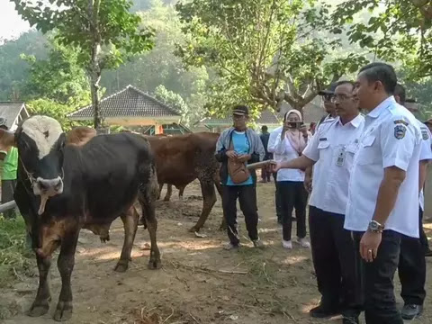 Permintaan Sapi Kurban di Pacitan Turun Drastis, Dampak PMK dan LSD - Beritasatu 