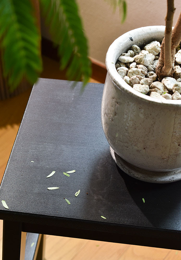 エバーフレッシュ 観葉植物 断水 寒さで急激に弱った時の対処方 Kobiのシークレットガーデン 観葉植物 多肉植物の育て方