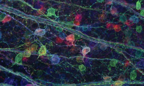brain 'Brainbow' reveals surprising data about visual connections in brain brain4