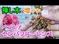 √100以上 ベゴニア 挿し木 水差し 300748