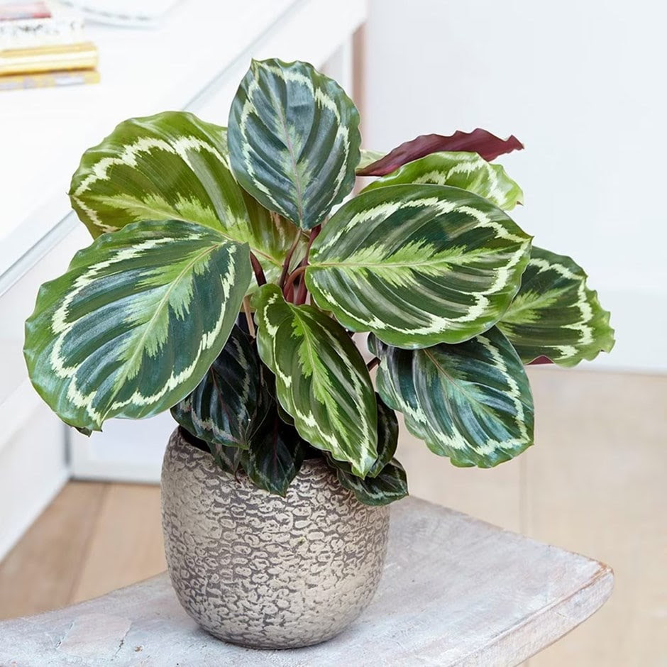 Buy The zebra plant marantaceae Calathea Medaillon Buy The zebra plant marantaceae Calathea Medaillon