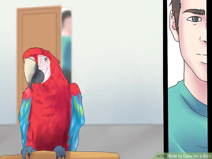 Care for a Bird Step 11.jpg