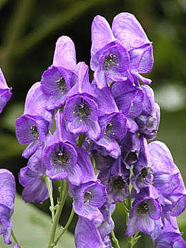 怖い花言葉 花言葉事典