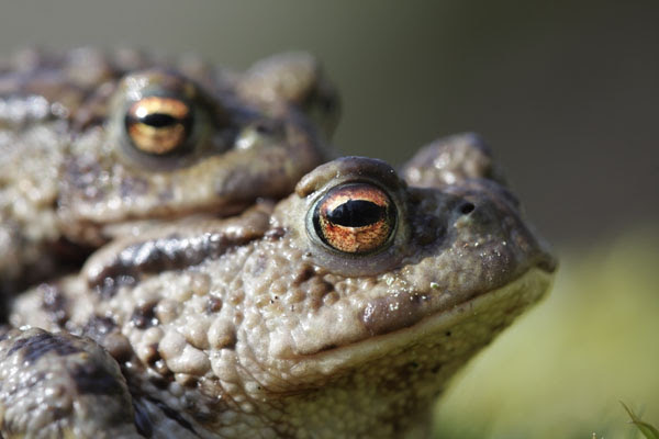 09-2550 Common Toads Bufo Bufo Mating