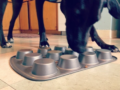 Six Diy Food Puzzles With Stuff Around The House Rover Time
