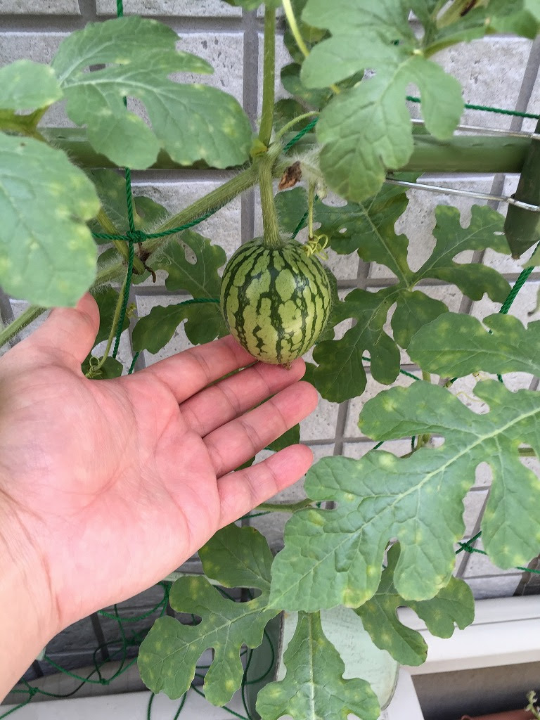 プランタースイカの肥大と人工授粉part2 プランターでの野菜栽培記録