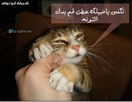 فيديو+صور : قايلن بالثور هـه ّ/☺\ ّ + قلعه من كبريت‎ .. والمزيد