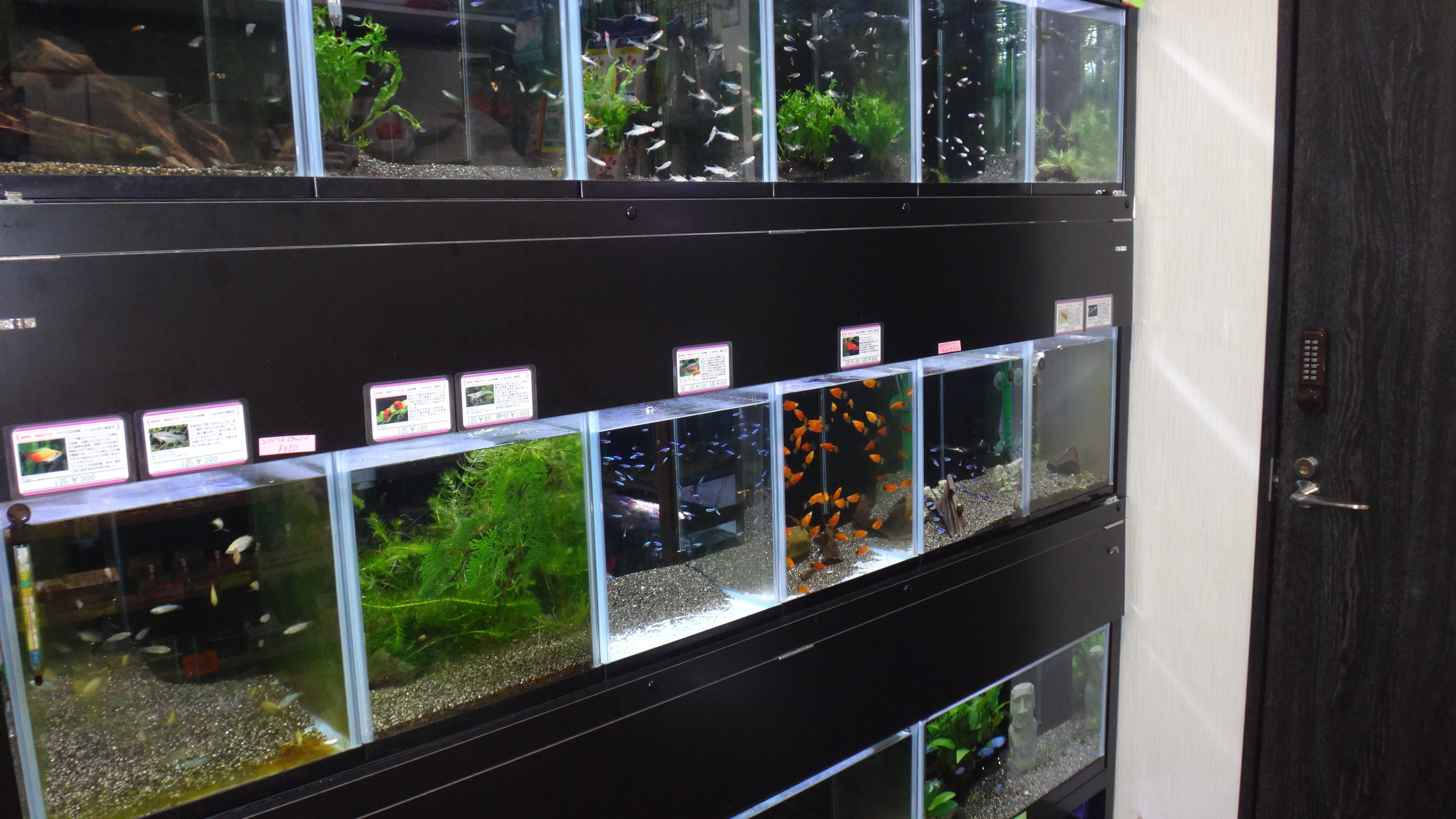 ショップ案内 アクアリスト