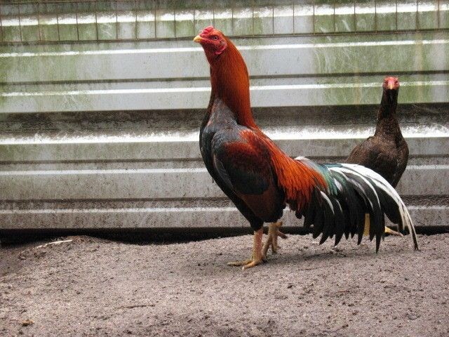 ♥ los mejores gallos de Asía 