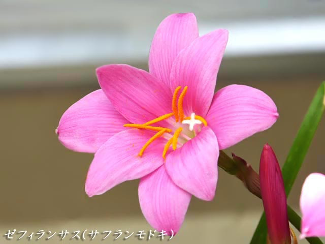 花図鑑 ゼフィランサス サフランモドキ ヒガンバナ科タマスダレ属