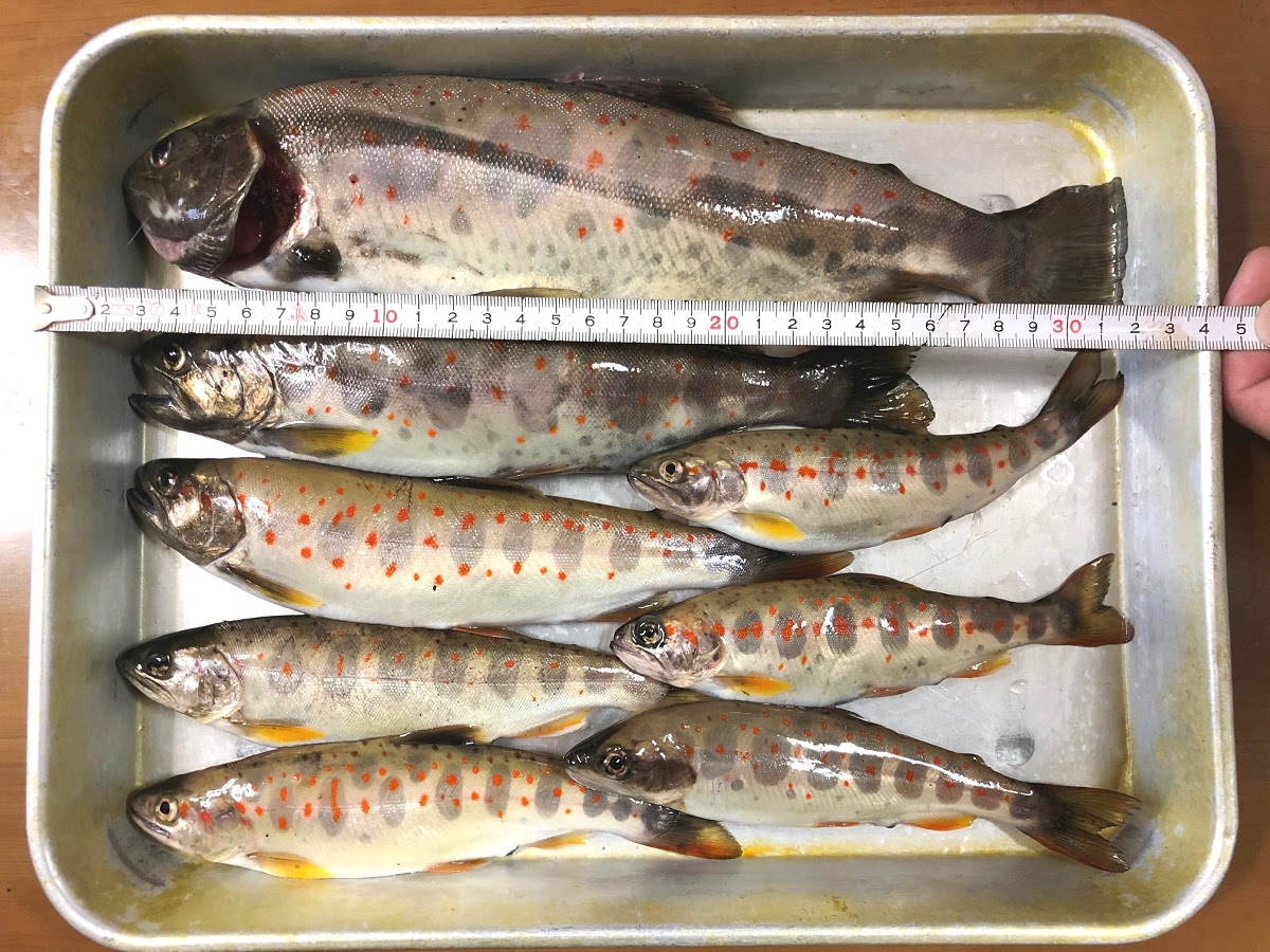 特大アマゴ 櫛田川 紅アジサイ 夏椿 垢落し 山林舎ｈｐだより