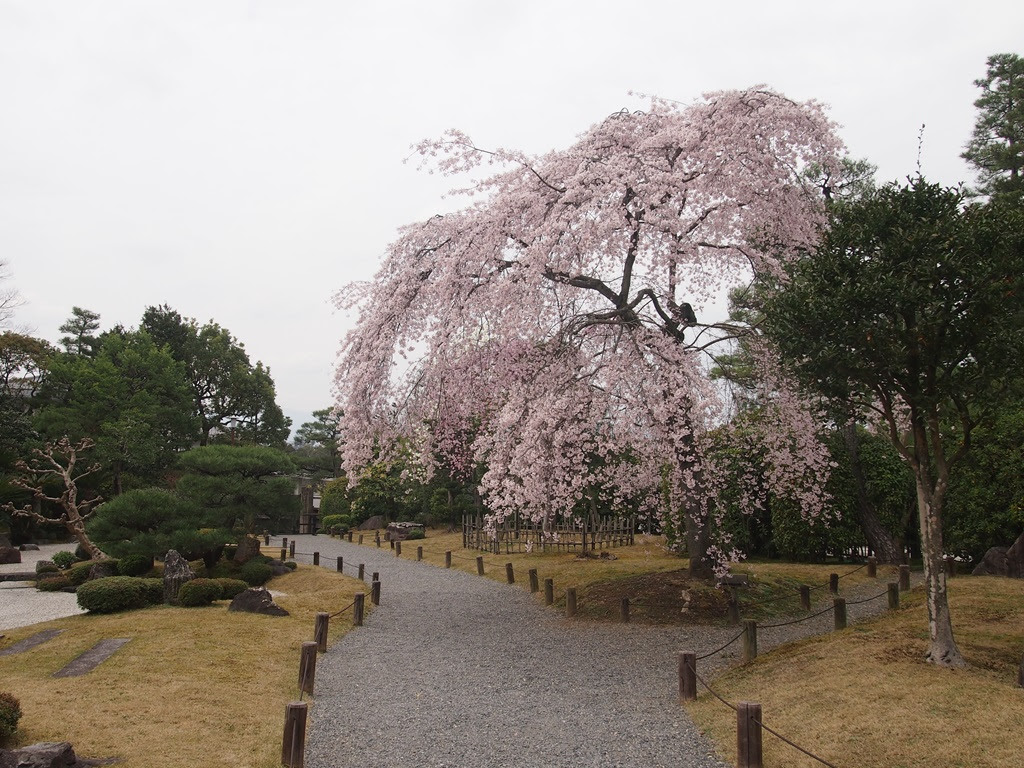 東山の隠れ桜 知恩院の友禅苑 京都旅屋