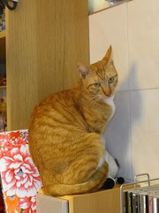My Cat
