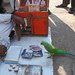 Parrot Astrologer On The Streets of Latur