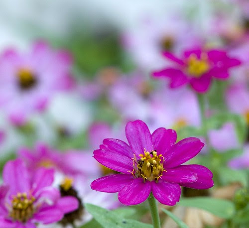 Zilker Botanical Gardens