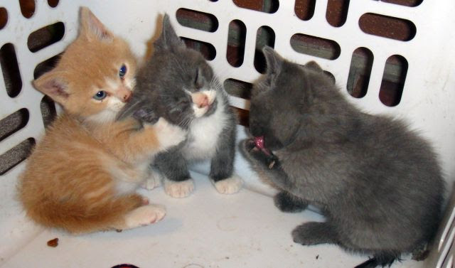 These Funny Animals