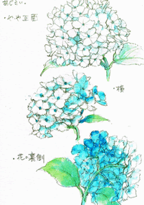 紫陽花の描き方 花の構図から全体像まで 塗り絵で癒し 風景画 花の絵