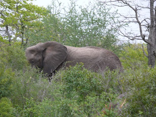 wild animals