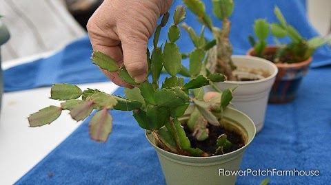 How To Prune A Christmas Cactus Plant / Learning to prune christmas cactus is not so complicated, but you need to pay attention to a couple of details.
