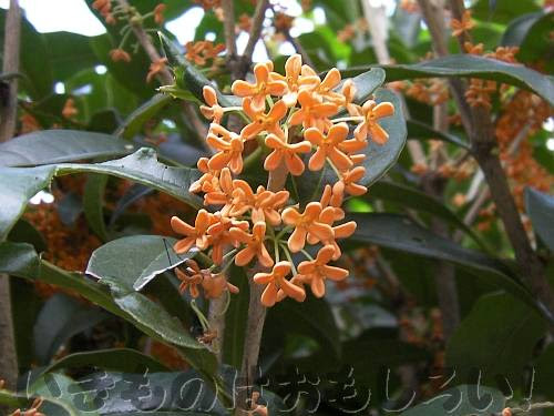 金木犀と銀木犀 橙木犀と白木犀 長居植物園 いきもの は おもしろい