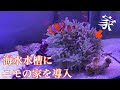 いろいろ ニモ 飼育 277711-��モ 飼育
