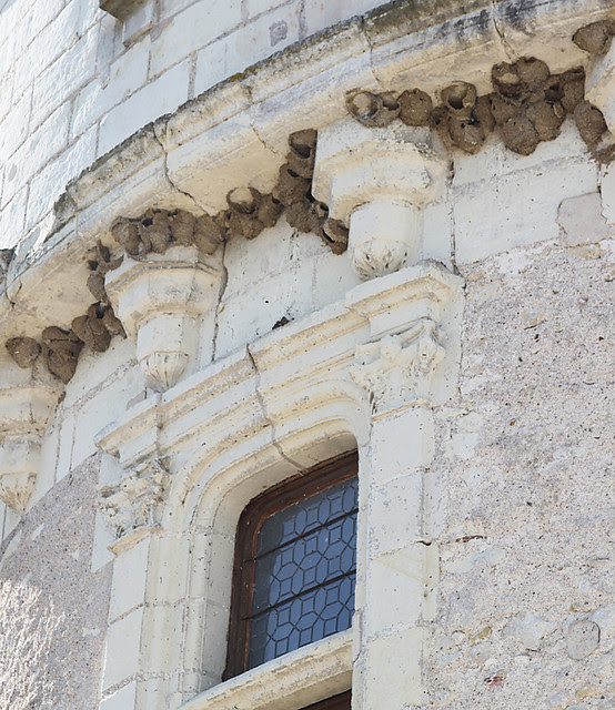 Swallows' nests on the Guards' Tower at Château de Chenonceau