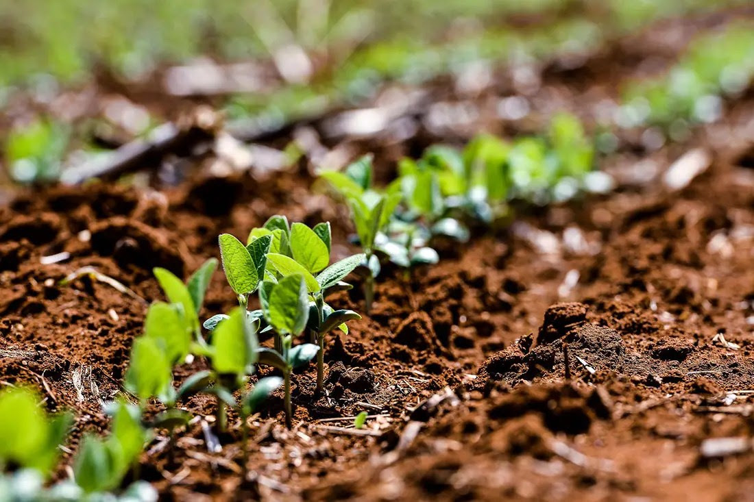 Rows of plant sprouts come out of the soil with organic fertilizer