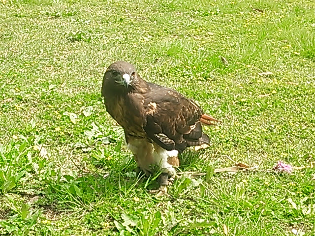 レッドテールホークのヌチャッカちゃんの横浜の久良木公園 番外編 ふくろうカフェ福来楼本牧店ショップブログ 横浜 ふくろうカフェ福来楼 本牧店