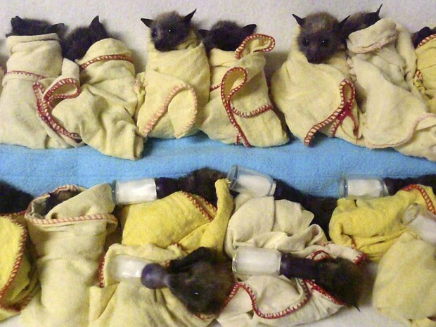 Filhotes de morcegos são protegidos e amamentados em clínica de ONG em Queensland (Foto: Trish Wimberley/Australian Bat Clinic/AP)